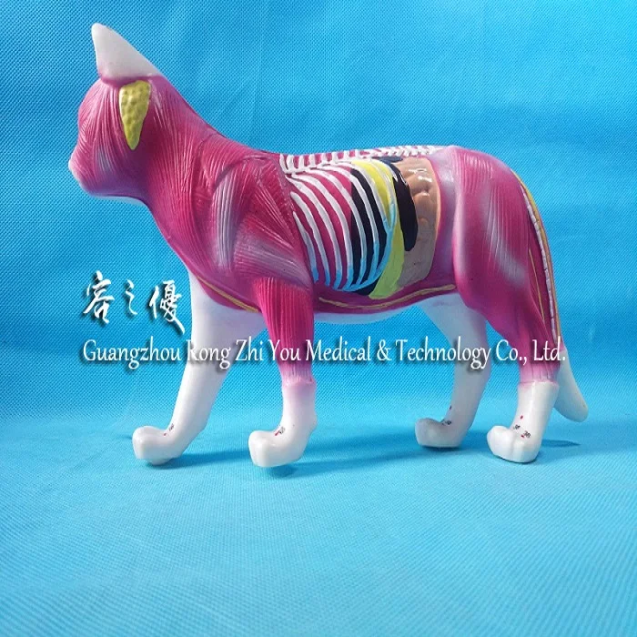 R鍼猫の教育使用動物解剖学モデル Buy 鍼猫 動物解剖モデル 鍼猫モデル Product On Alibaba Com