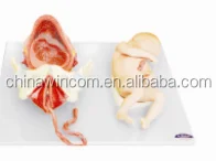 Demonstration Model Of Childbirth For LM2064