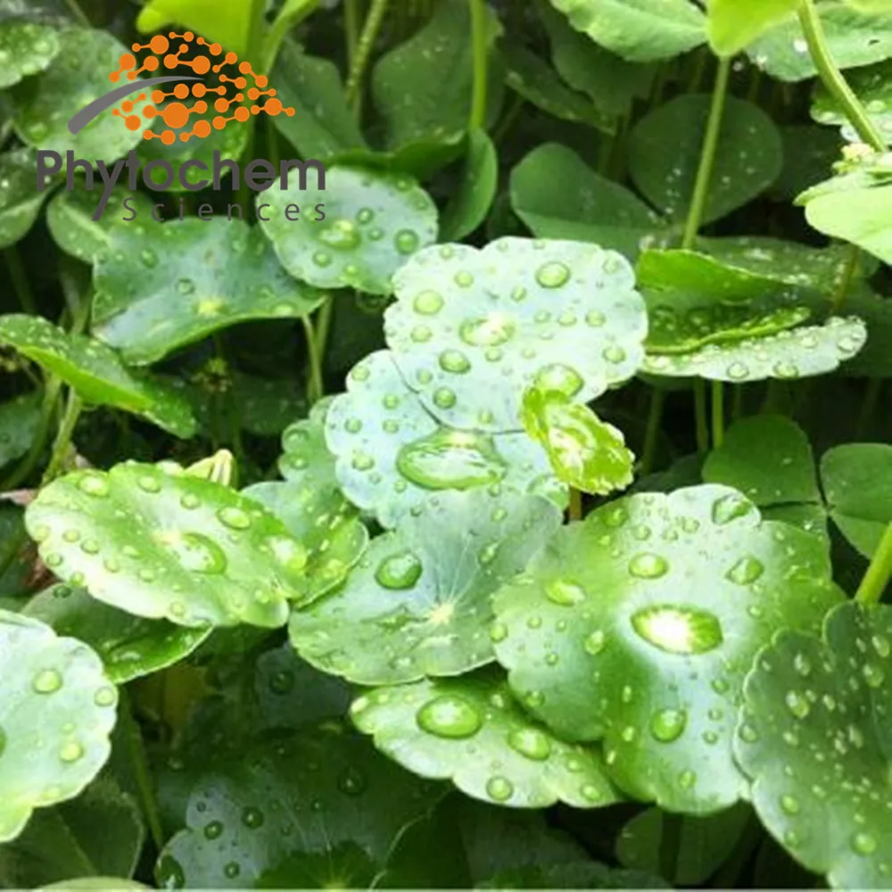 gotu kola extract powder