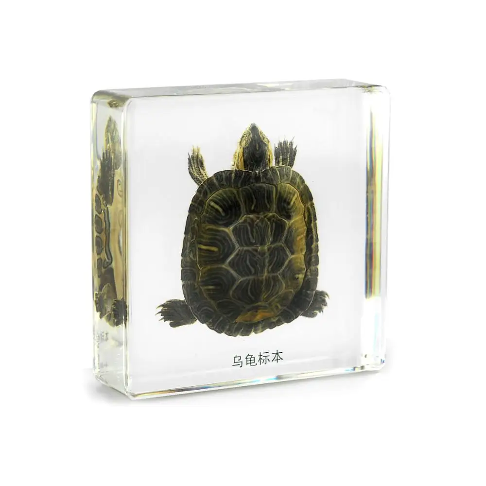 真正的章鱼标本在高质量的丙烯酸镇纸