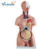 85CM Unisex Torso 23 Parts Medical Anatomical Model