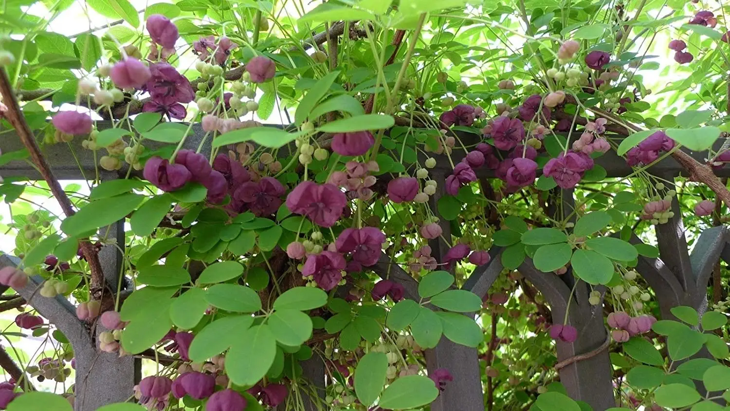 Cheap Akebia Plant, find Akebia Plant deals on line at Alibaba.com