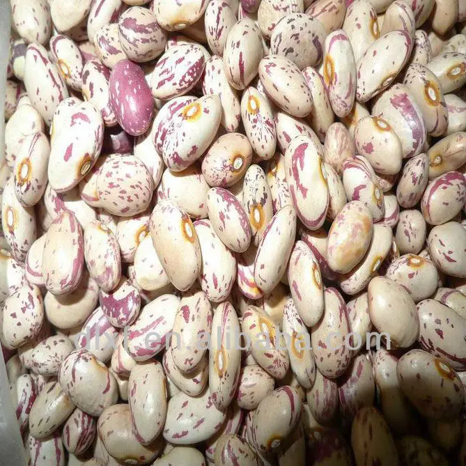 210pcs american round-3.JPG