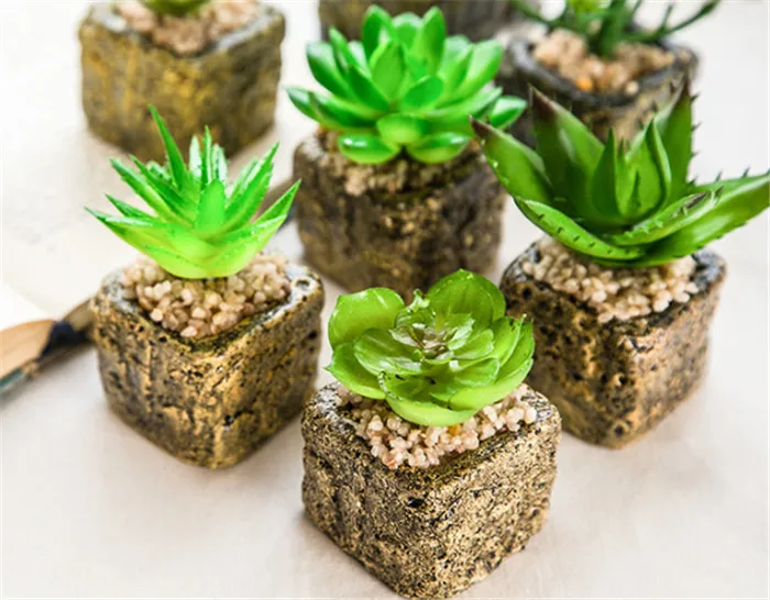 mini succulent plant with pot potted succulents plants