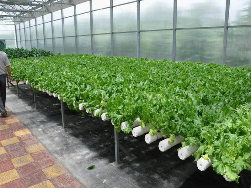 Top High Quality Pvc Pipes Planting Pipes Flower Planting Pvc Pipes