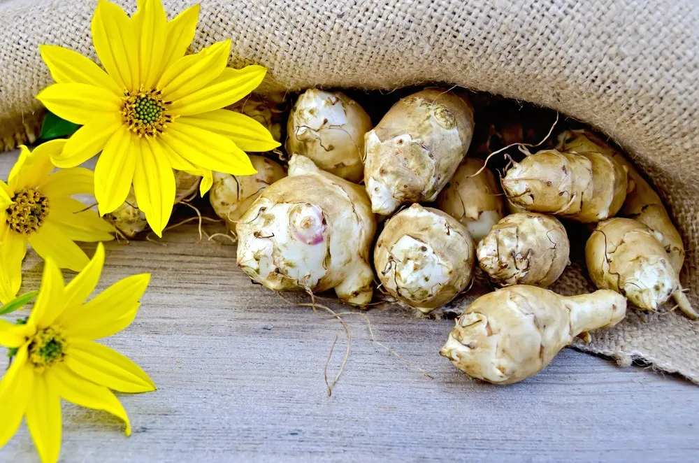 Jerusalem Artichoke Extract Inulin Powder Buy Inulin,Inulin Powder