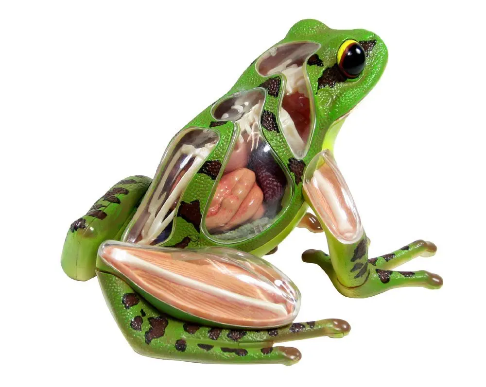 Frog Vore