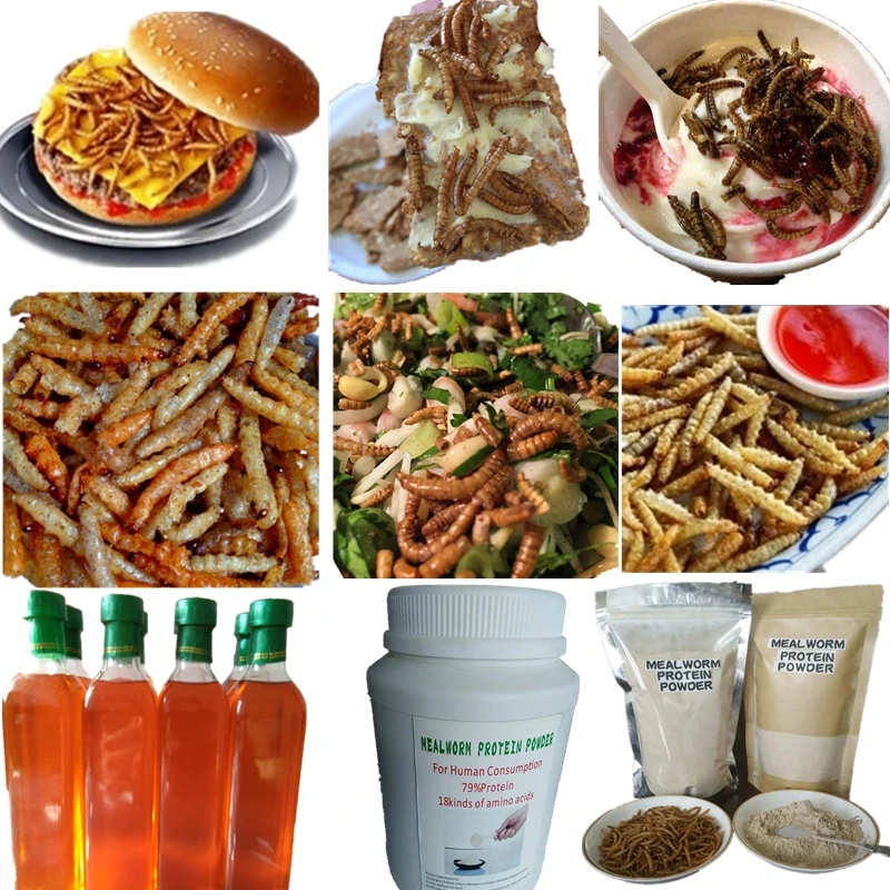 纯干mealworm 蛋白粉用于保健性用品