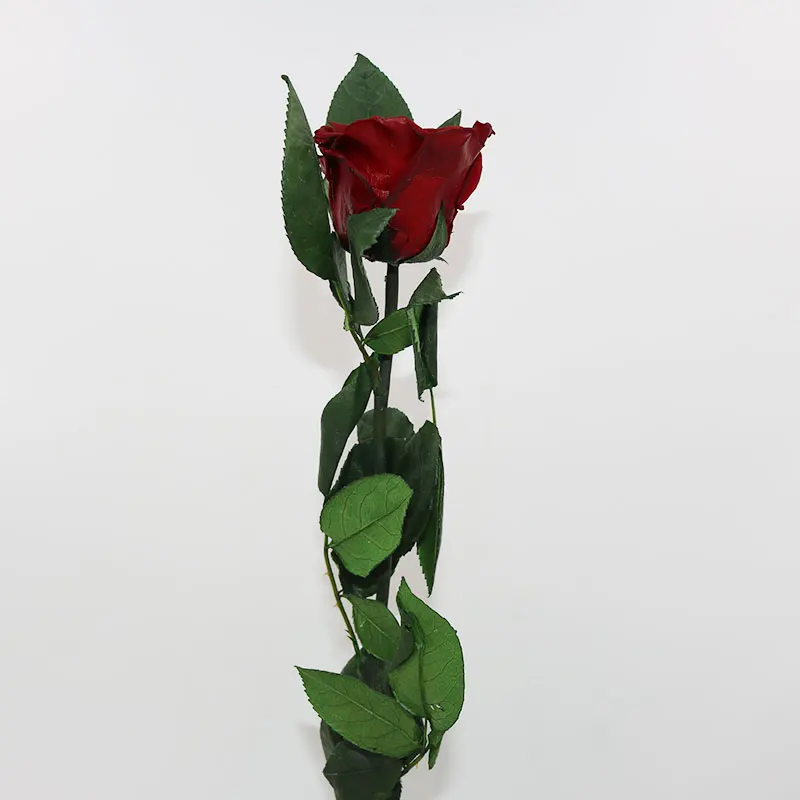 Long Stem Preserved Roses Custom Colors Single Roses Buy Long Stem