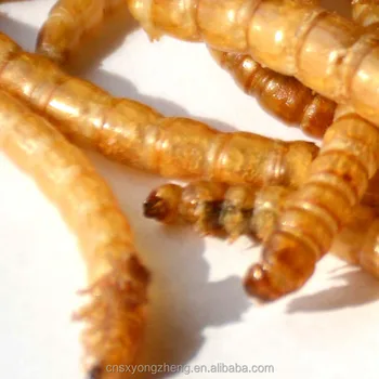 Kandang Burung Zebra Finch Gouldian Finch Makanan Mealworm