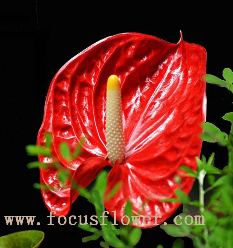 Wholesale Fresh Cut Flower Plants Anthurium From Kunming Buy Fresh