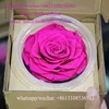 Long Stemmed Fresh Cut Preserved Red Rose With Optimum Freshness For Benchmark Bouquets Sold Year Round