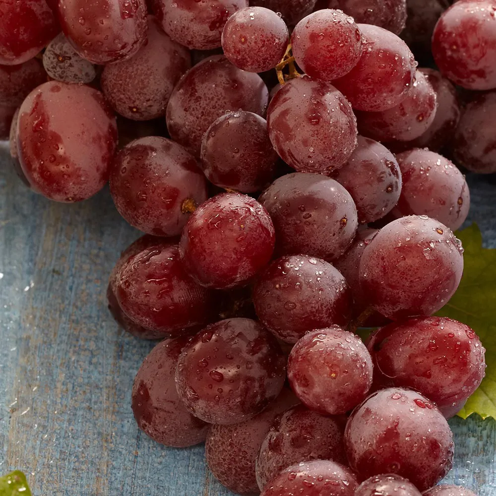 15-20ft height vitis vinifera suffolk red grape plant fruit tree