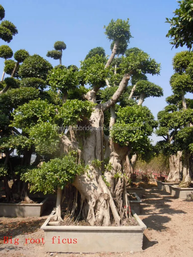 Large Outdoor Bonsai Trees Buy Large Bonsai,Outdoor Bonsai Trees