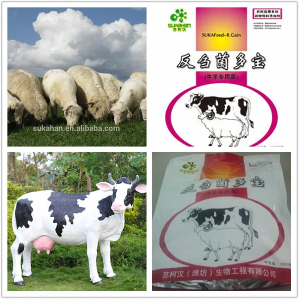 Best Nutritional Supplements Fattening Cattle Names Probiotics Powder.jpg