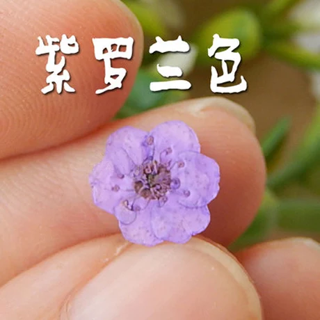 Aliexpress Com Long Ear Uk Blue Lavender Natural Dried Dried Stardust Gypsophila