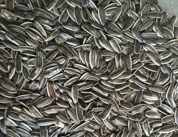 
Sell sunflower seeds 363 with low price 