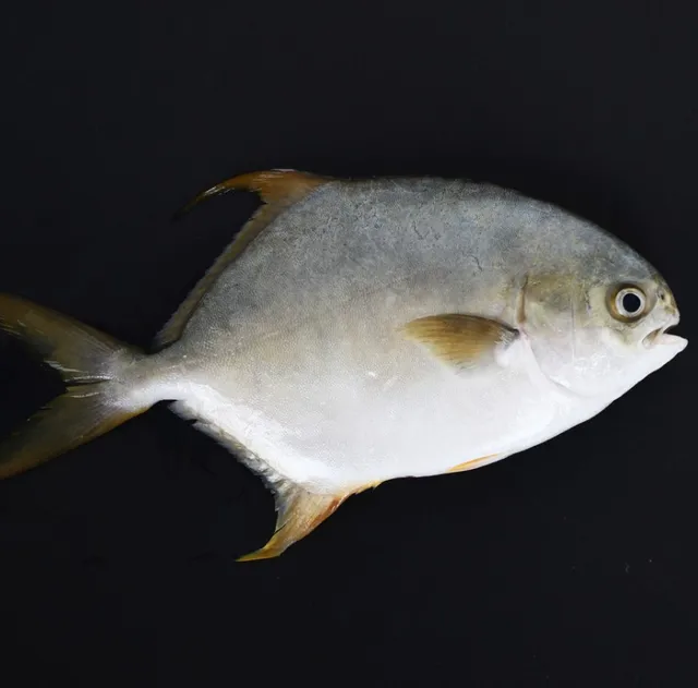 frozen golden pomfret price