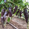 PURPLE BABY F1 Colorful pepper seeds At Affordable Prices
