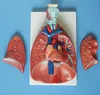 ISO 2012 Human Larynx, Heart and Lung Model HR-320