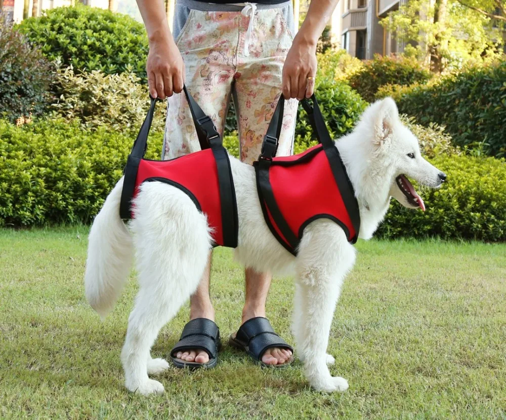 tail up dog harness