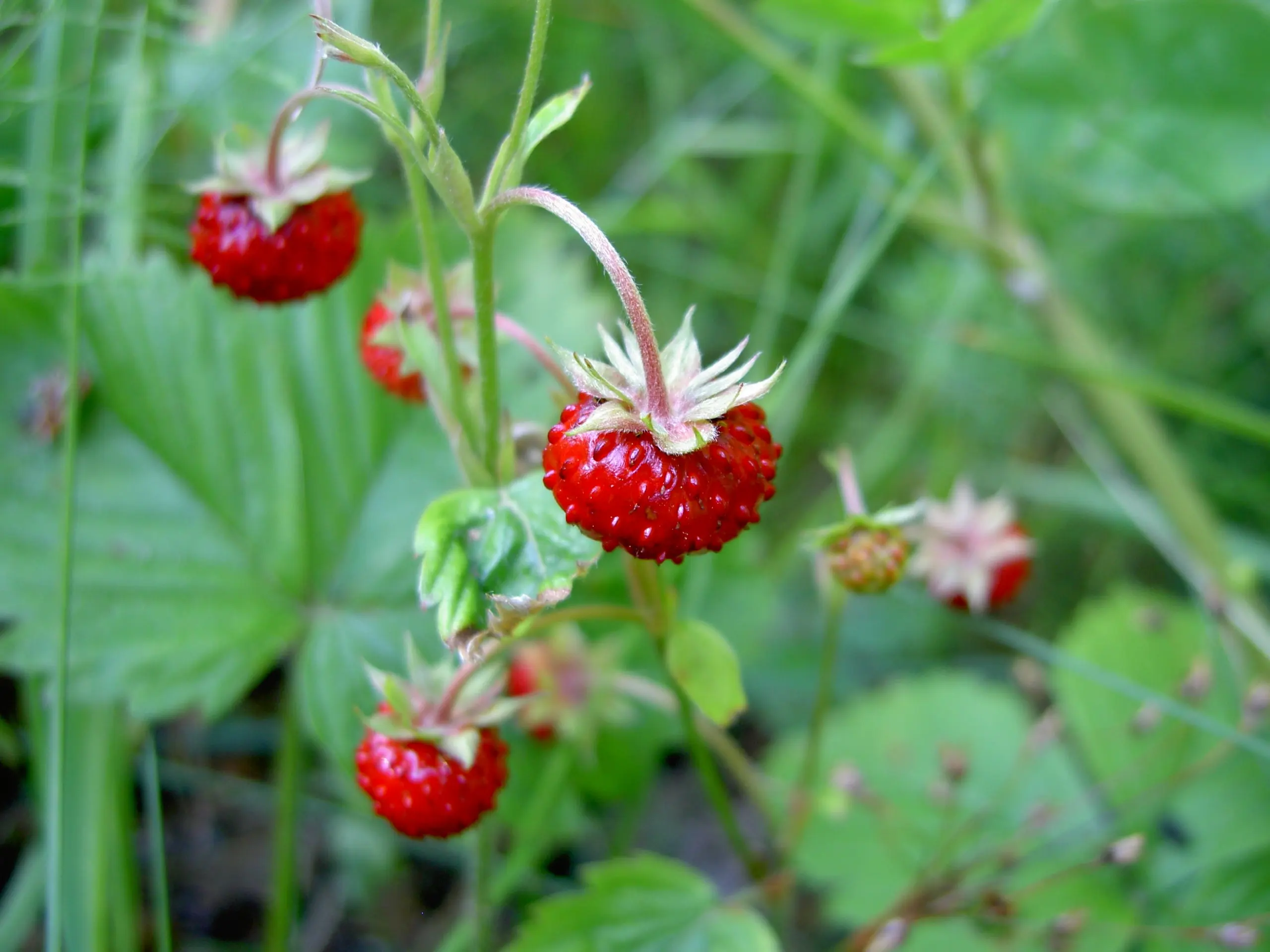 Cheap Strawberry Plants Sale, find Strawberry