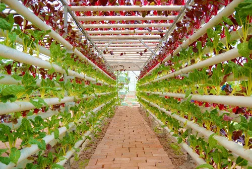 selfmade hydroponics plant meals