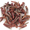 Edible Insect For Bird Microwave Dried Locusts Mealworm