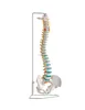 YA/L037 Flexible vertebral column