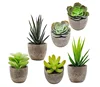 Amazon Best seller 6 Pcs Assorted Potted Succulents Plants with Gray Pots