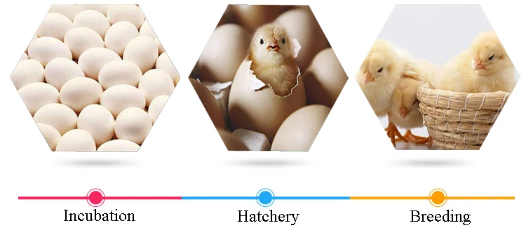 Hatching of Eggs.jpg