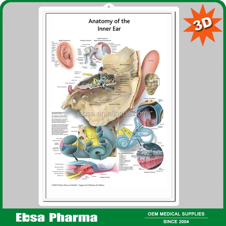 Educational Plastic 3d Medical Anatomical Wall Chart For Anatomy Of The