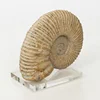 rectangle high quality acrylic fossils collection display stand for retail store or museum