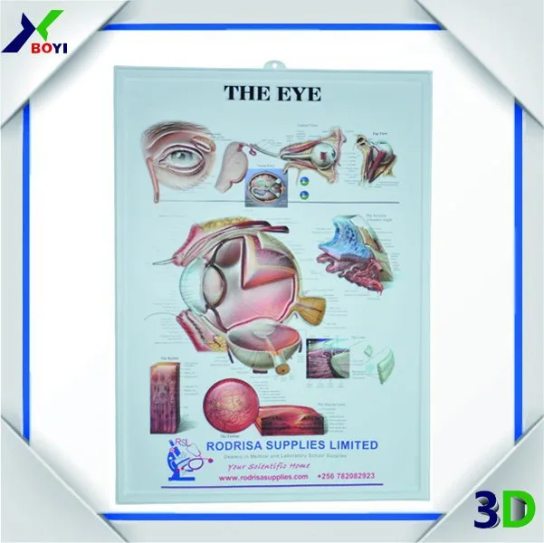 Eye Anatomical Chart