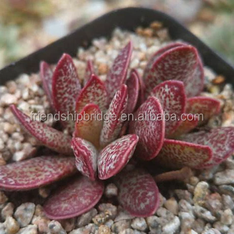 Adromischus Marianiae 5.jpg