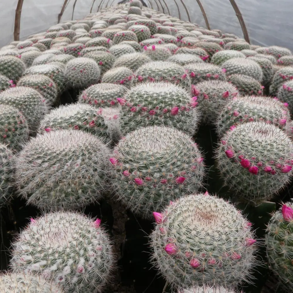 Маммиллярия Ханиана Mammillaria hahniana