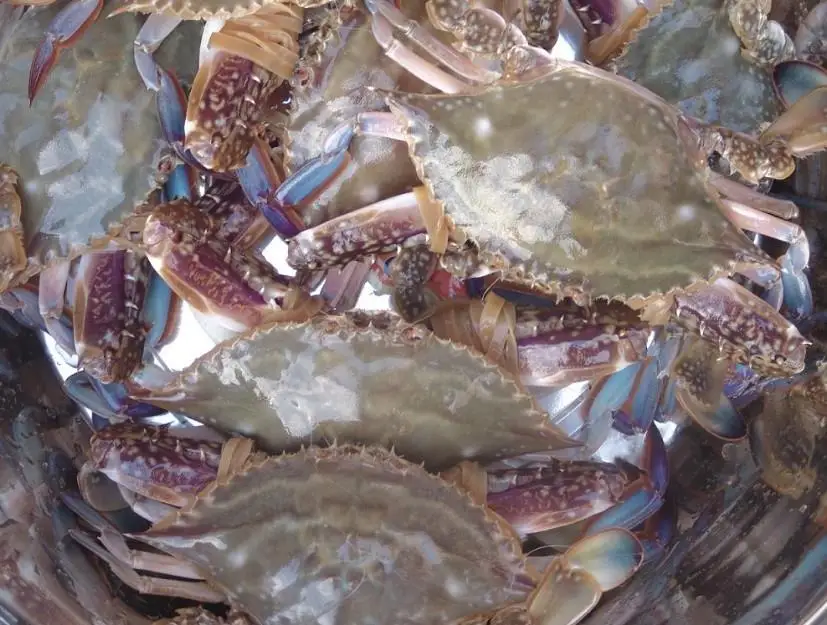 新到货高品质活蓝蟹 - buy 高品质活蓝蟹,活蓝蟹