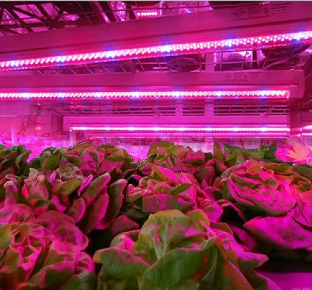Amazon led grow light tube t8 t5 blue/red led plant grow light tube