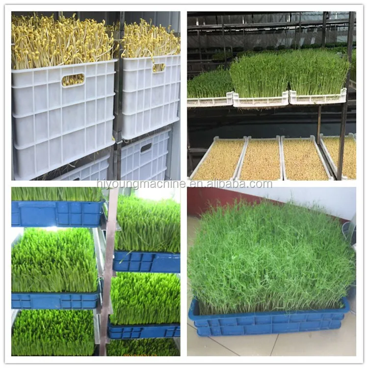 growing machine (5).jpg