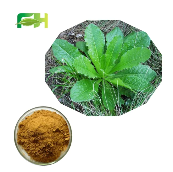 Natural Wild Lettuce Extract Powder,Opium Lettuce Extract Powder,Opium