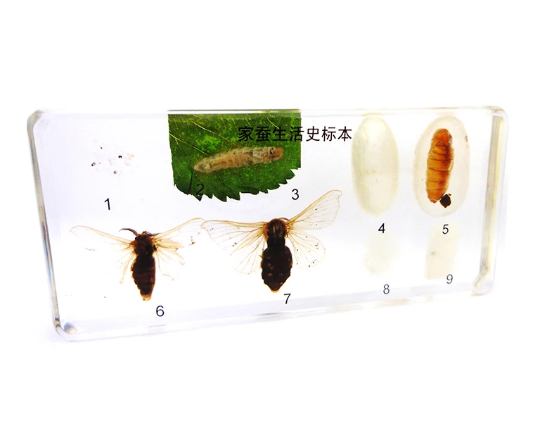 学校用品蚕头生命周期