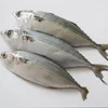 New season thailand market hot sale Frozen India mackerel grade AAA