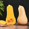 /product-detail/2019-fresh-f1-hybrid-vegetable-seeds-butternut-squash-seeds-62216270586.html