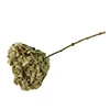 Natural preserved flower fresh preserved dried hydrangea for home decoration