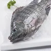 WR IQF Tilapia Fish All Sizes on Sale from China Seafood Supplier