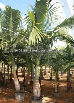 Alexander Palm Tree Plant 45cm Tall Archontophoenix Alexandrae Other Seeds Bulbs Home Garden