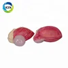 IN-310 Expansion Urinary Bladder Model, Expansion Model of Urinary Bladder for medical use
