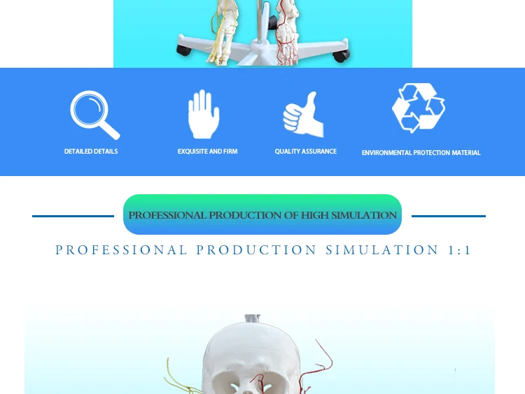 3 Skeleton model.jpg