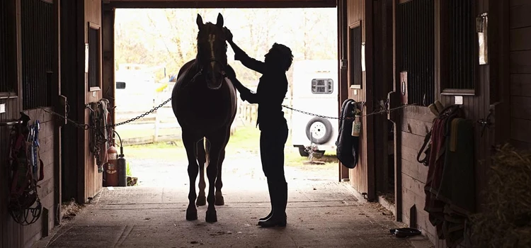 Horse.jpg
