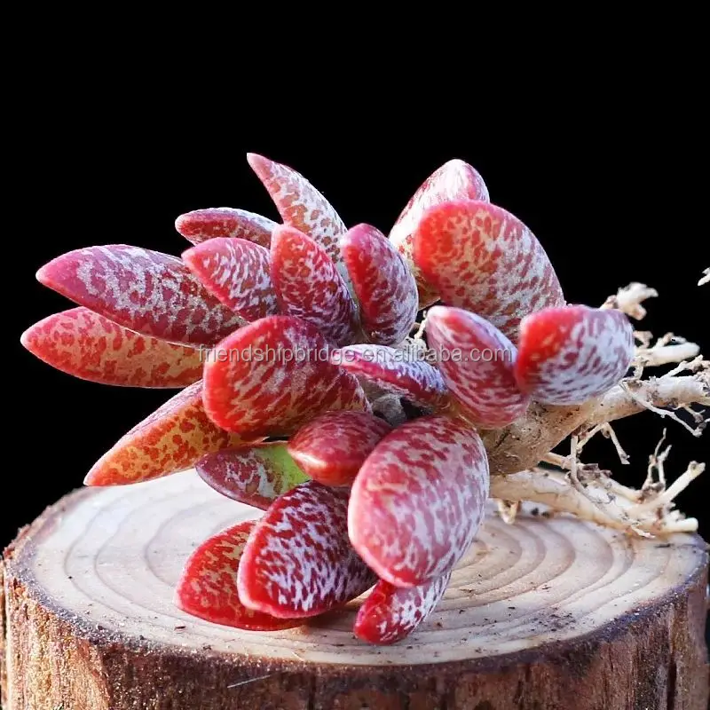 Adromischus Marianiae 11.jpg